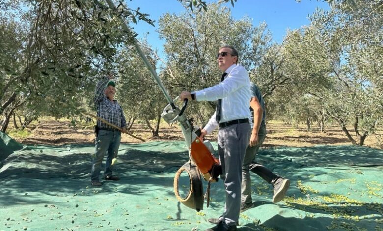 Kaymakam İlyas Memiş, Çoruk Mahallesi’nde zeytin hasadına katıldı 1 kaymakam ilyas memis coruk mahallesinde zeytin hasadina katildi ea18f00 |