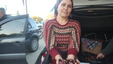 kaz daglarinda kestane sezonu basladi 0f01490 |