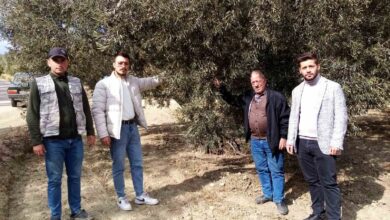susuzluk zeytin agaclarini da etkiledi a56554f |