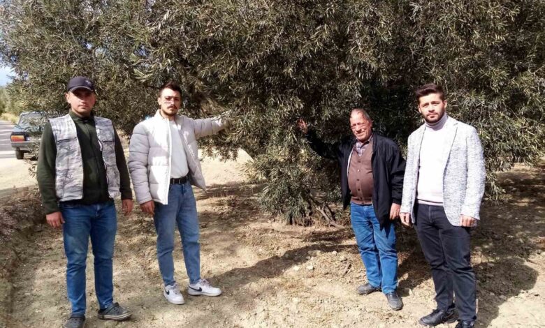 susuzluk zeytin agaclarini da etkiledi a56554f |