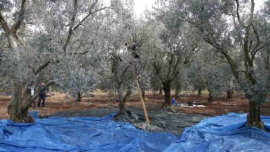 zeytin bol piyasalar beklemede 141f12d |