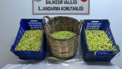 zeytin hirsizlari tutuklandi 4567e1b |