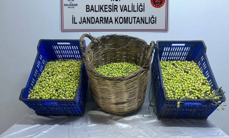 zeytin hirsizlari tutuklandi 4567e1b |