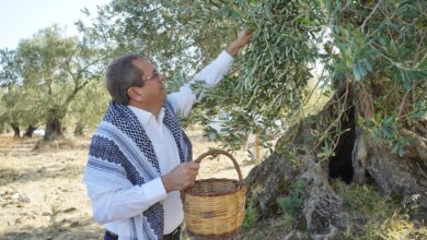 Mesut Ergin Dunya Zeytin Agaci Gunu Kutlu Olsun 2 |