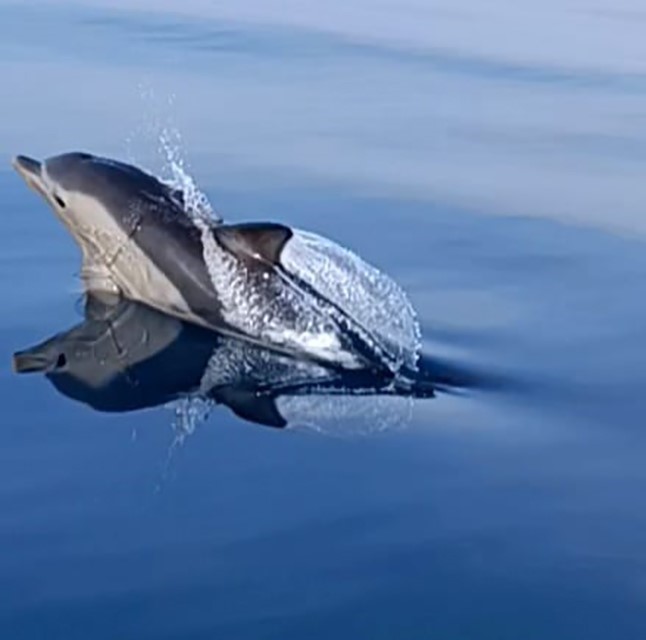 ayvalikta 10 yunus tekneyle yaristi d7c6e09 |