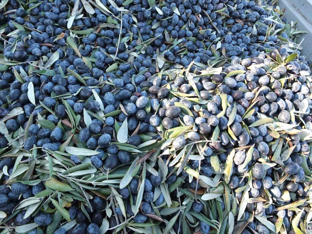 balikesirde kurakliktan buyuyemeyen zeytin yuz guldurmedi cd308f1 |