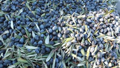 balikesirde kurakliktan buyuyemeyen zeytin yuz guldurmedi cd308f1 |