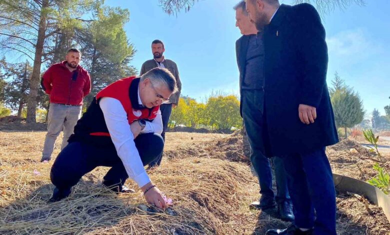 balikesirde safran ve salep uretimi denemeleri basladi 72bab69 |