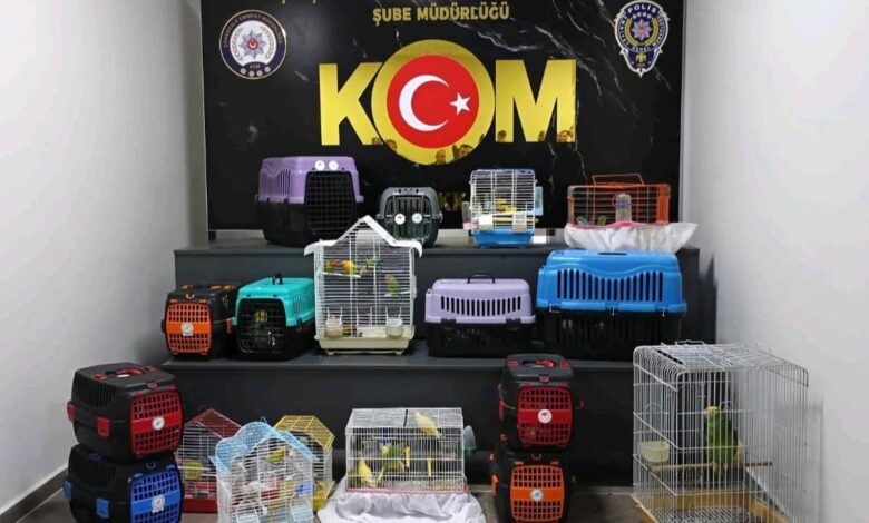 canakkalede papagan operasyonu 63 papagana el konuldu 3c407f8 |