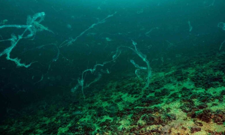 Denizcilik Fakültesi Öğretim Üyesi Prof. Dr. Mustafa Sarı, Marmara Denizi’inde müsilajın nedenlerini, nasıl mücadele edilmesi gerektiğini anlattı 1 denizcilik fakultesi ogretim uyesi prof dr mustafa sari marmara deniziinde musilajin nedenlerini nasil mucadele edilmesi gerektigini anlatti d4aa004 |