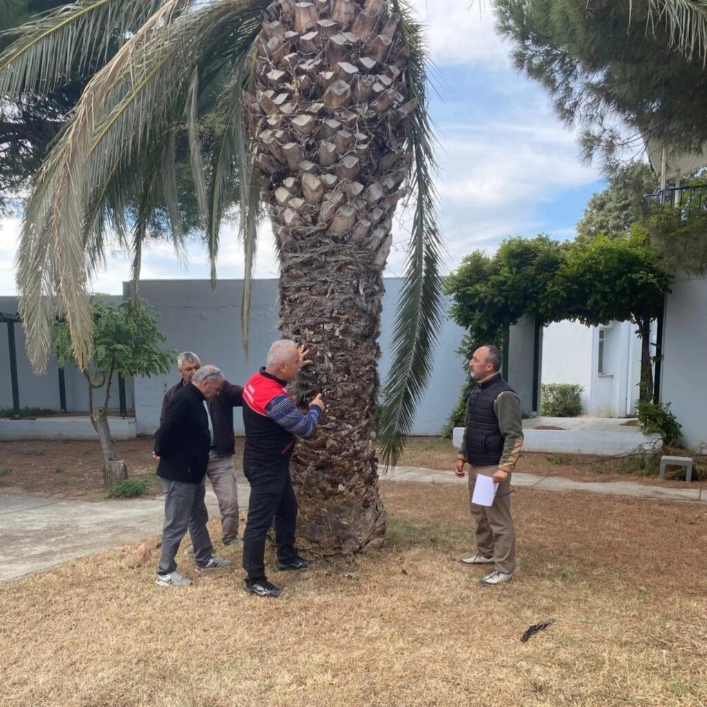 edremitte kirmizi palmiye bocegi alarmi 5e5f339 |