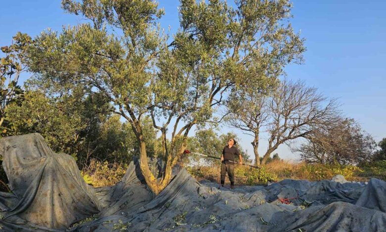guney marmarada zeytin hasadi basladi f479710 |