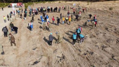 kazdaglarinda mili agaclandirma gununde fidanlar toprak ile bulustu ea18f00 |