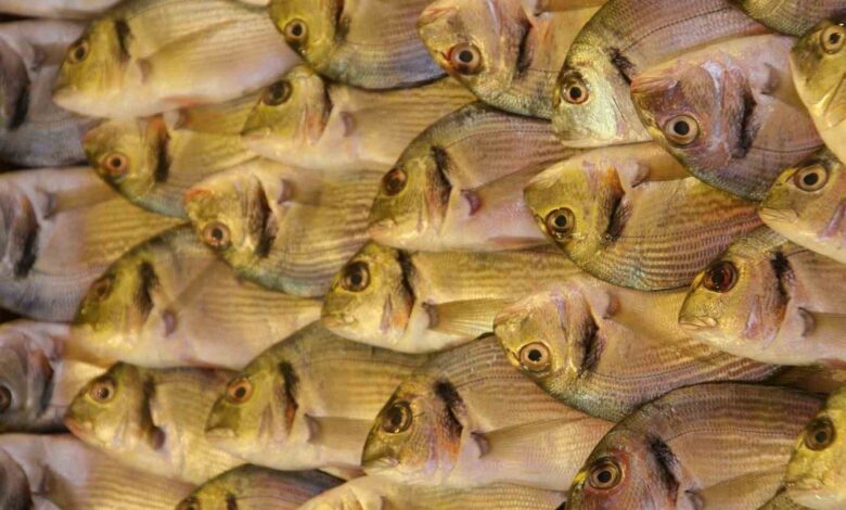 yunan cipurasi az olunca turk cipurasi kiymete bindi 7f04a7d |