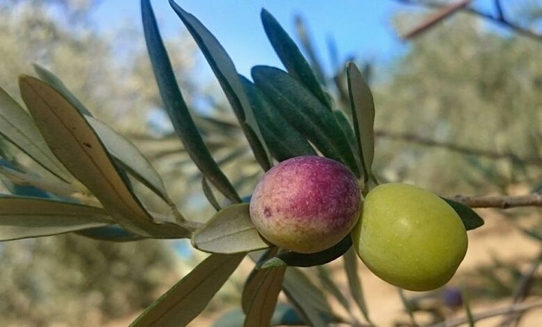 zeytin |
