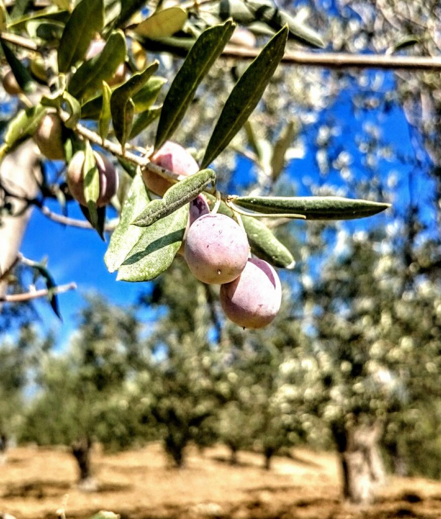 zeytin2 |