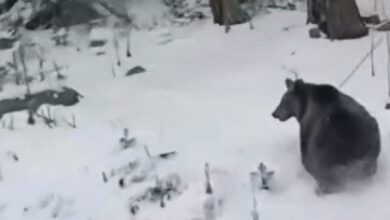 ayilar kis uykusunu unuttu 92a01c9 |