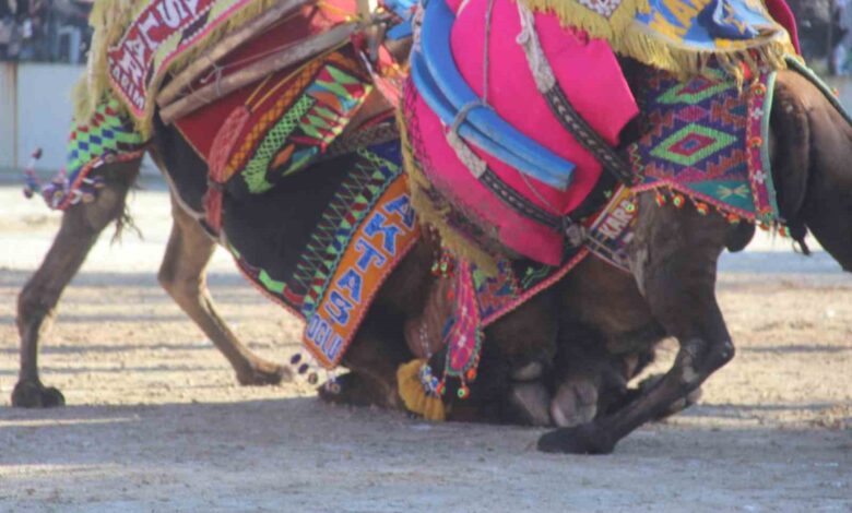 Bayramiç’te deve güreşine büyük ilgi 1 bayramicte deve guresine buyuk ilgi d81f821 |