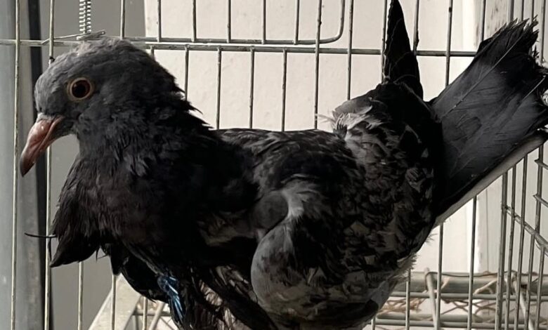 Kursağı yırtılan yaralı güvercin hayata tutundu 1 kursagi yirtilan yarali guvercin hayata tutundu dc36b28 |