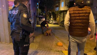 bandirmada elinden kurtulan pitbull sokak kopegine saldirdi 8a0055f |