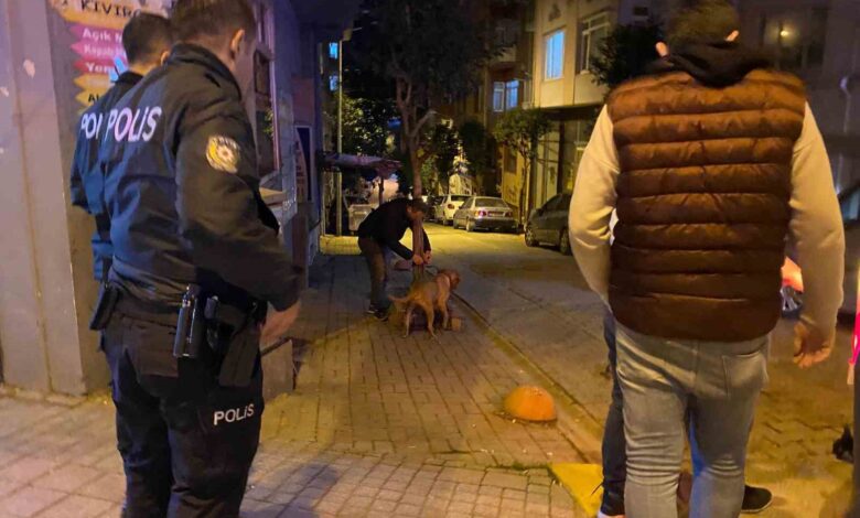 bandirmada elinden kurtulan pitbull sokak kopegine saldirdi 8a0055f |