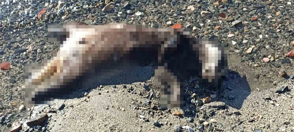 erdekte sahile vuran olu porsuk sasirtti be24560 |