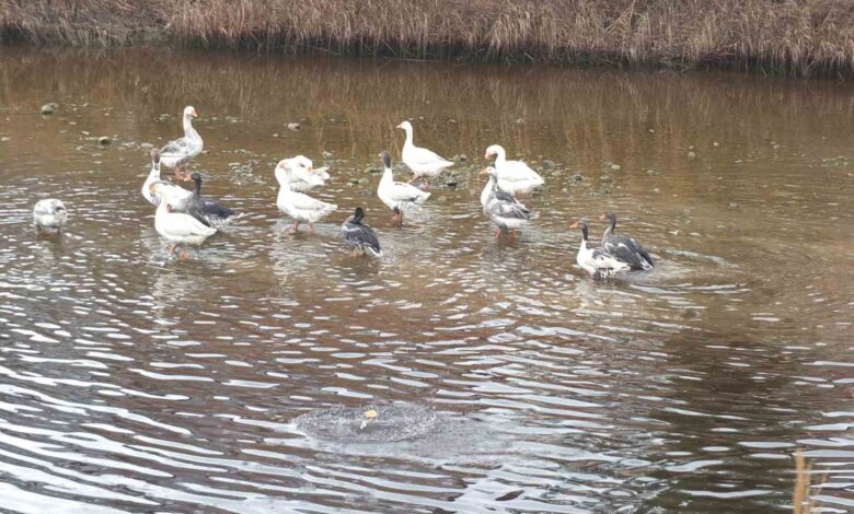 Komşularının şikayetinden bıkınca, beslediği kazları doğal ortama saldı 1 komsularinin sikayetinden bikinca besledigi kazlari dogal ortama saldi 6d2b0eb |