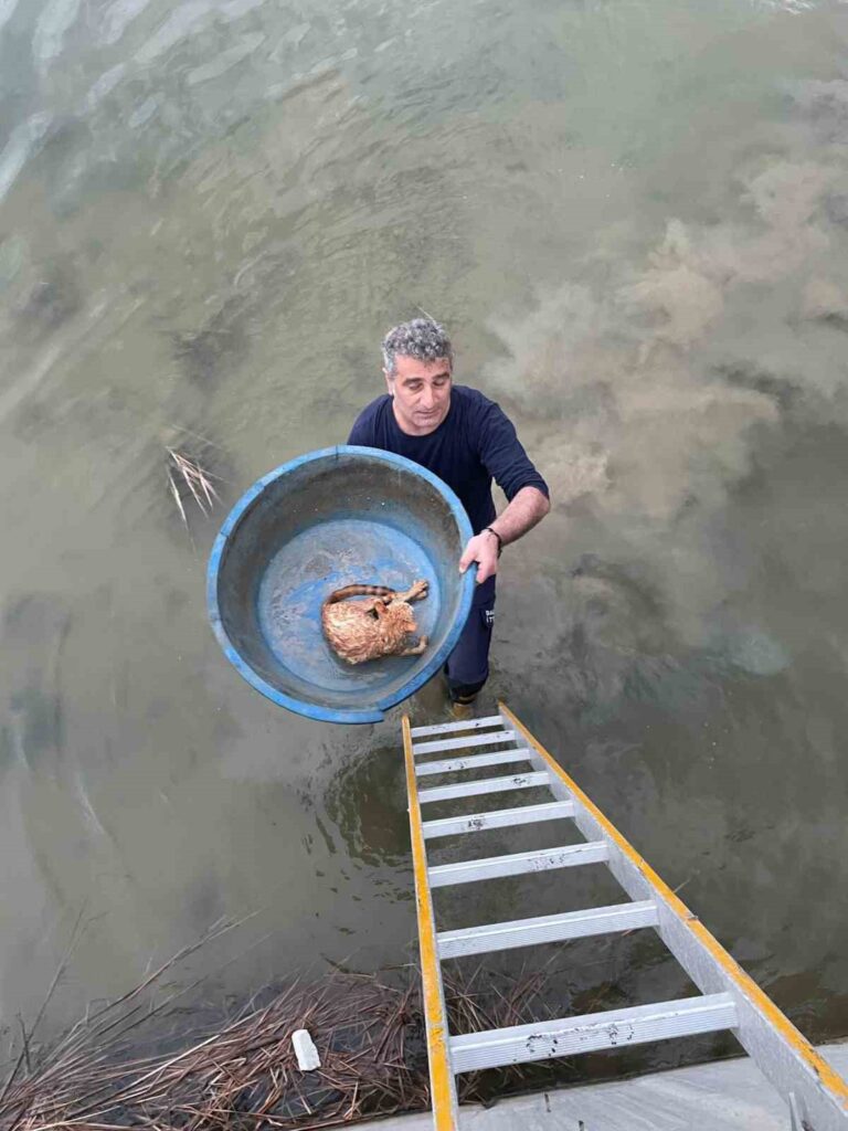 kopru altinda mahsur kalan kediyi itfaiye kurtardi 82bbac1 |