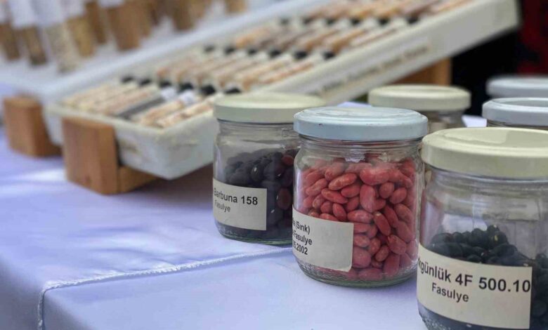 Tarım Kredi Kooperatiflerinde ata tohumu dönemi başlıyor 1 subat ayindan itibaren tarim kredi kooperatiflerinde ata tohumu donemi basliyor c76acbf |