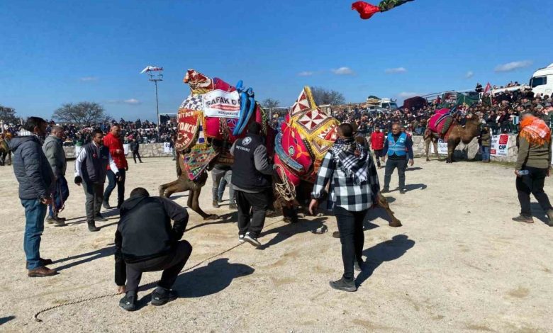 Ayvacık’ta deve güreşleri nefesleri kesti 1 ayvacikta deve guresleri nefesleri kesti 964b9bc3e881 |