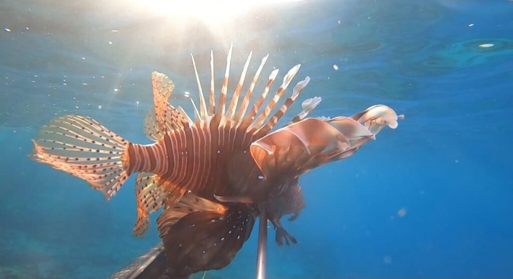 ayvalik sularinda 2 yeni tur goruntulendi 5d0fbe2 |