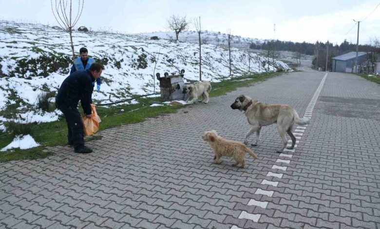 baskan ahmet akindan sokaktaki canlara kis destegi 3bd7634fd3a9 |