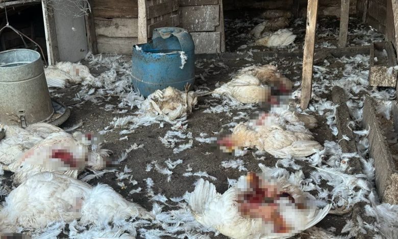 Bursa’da başıboş köpekler çiftlikteki koyun ve tavuklara saldırdı 1 bursada basibos kopekler ciftlikteki koyun ve tavuklara saldirdi 498cd0ecb493 |