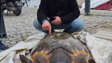 canakkale bogazinda yolunu sasiran caretta caretta yat limanina girdi c674cfdadeda |