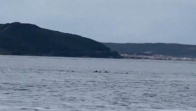 canakkale bogazinda yunuslardan gorsel solen 30184b0fbee3 |
