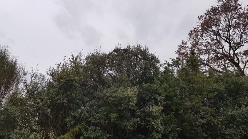 canakkalede dev yilan goruldu yaklasik 8 metre 6c1eda324f16 |