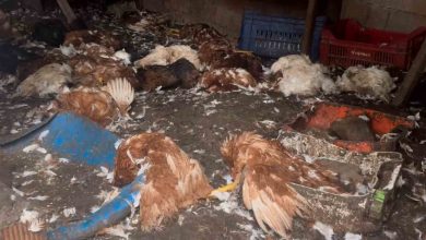 ciftliklere giren kurt surusu hayvanlari telef etti c38c8d8fda18 |