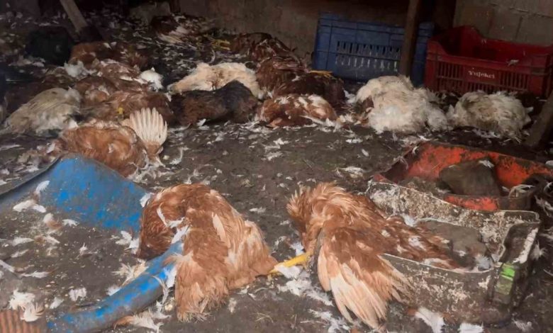 ciftliklere giren kurt surusu hayvanlari telef etti c38c8d8fda18 |