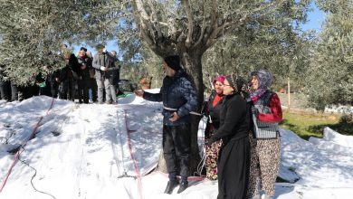 edremitte zeytin hasadi meci gelenegi ile son buldu 9da6b0d462c2 |
