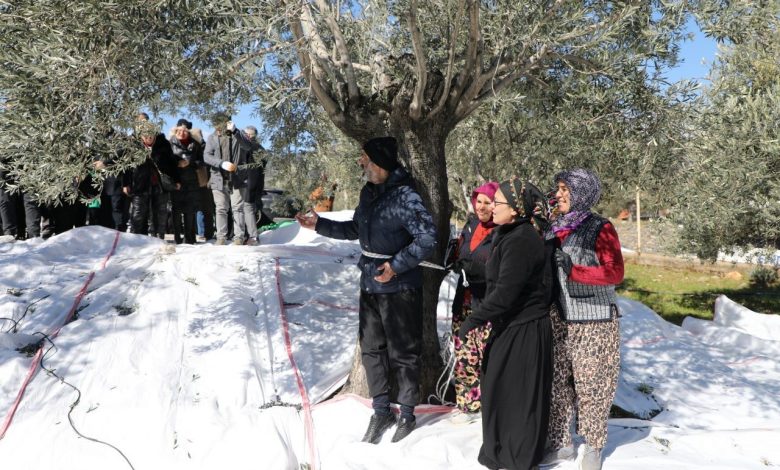 edremitte zeytin hasadi meci gelenegi ile son buldu 9da6b0d462c2 |