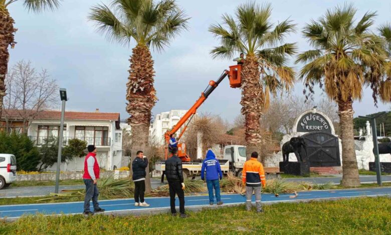 erdekte palmiyeler kuruyor belediye tedbir almada gec kaldi aa1b81b |