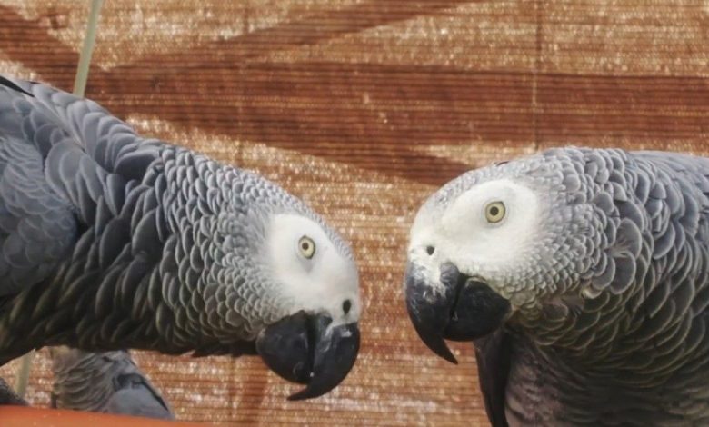 Gri papağanlar Turkish Cargo ile özgürlüğe uçtu 1 gri papaganlar turkish cargo ile ozgurluge uctu c2d98355b3fc |