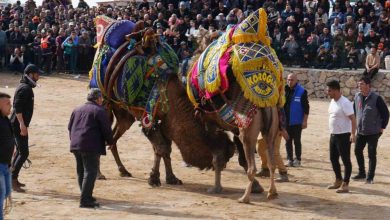 havranda geleneksel deve guresleri buyuk ilgi gordu 875b86eacf68 |