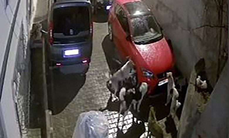 Mamak’ta park halindeki araca saldıran köpekler kameralara yansıdı 1 mamakta park halindeki araca saldiran kopekler kameralara yansidi 780937886291 |