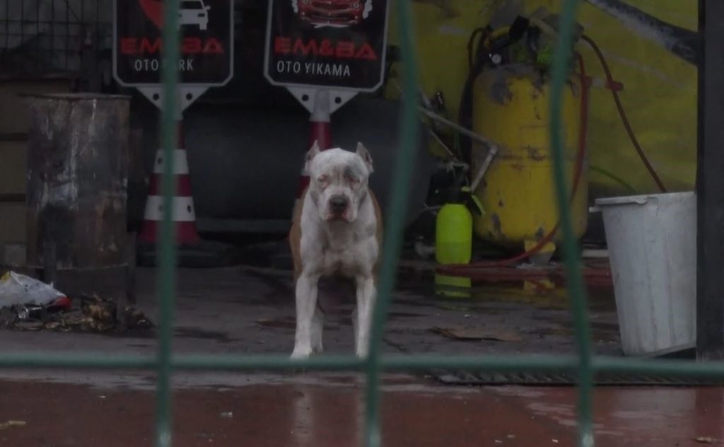 pitbull cinsi kopekler sahibine ve yanindaki kisiye saldirdi fb76b02b2eff |