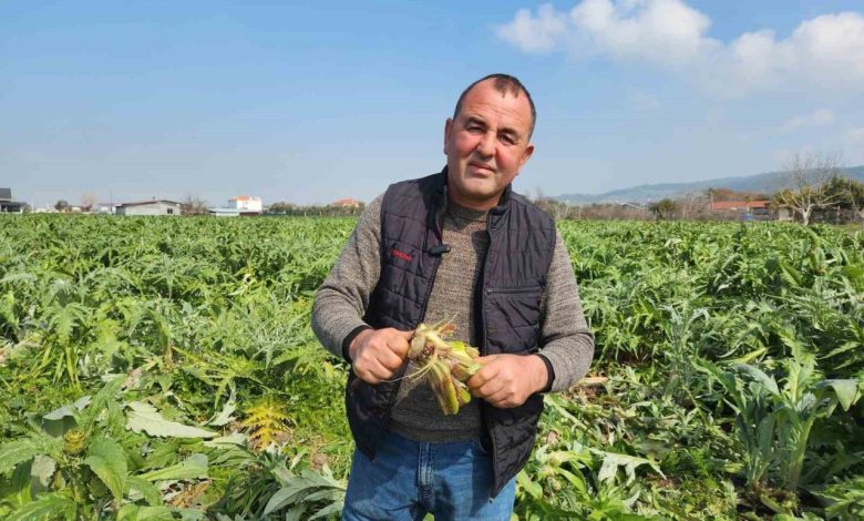 Urla’da enginar bahçelerini don vurdu 1 urlada enginar bahcelerini don vurdu 225bdbba233e |