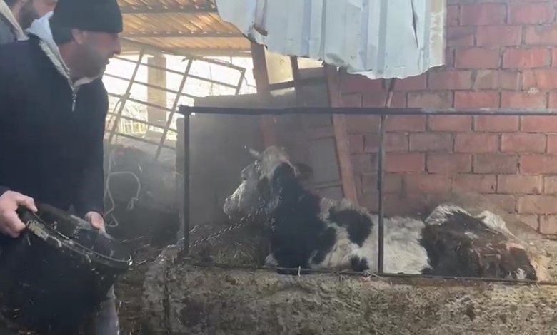 Ahır yangınında büyükbaş hayvanlar son anda kurtarıldı 1 ahir yangininda buyukbas hayvanlar son anda kurtarildi 723d5cb95ed7 |