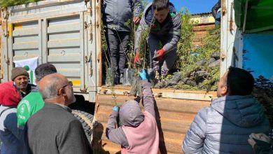 ayvacikta 3 bin fidan dagitildi d290308131d1 |