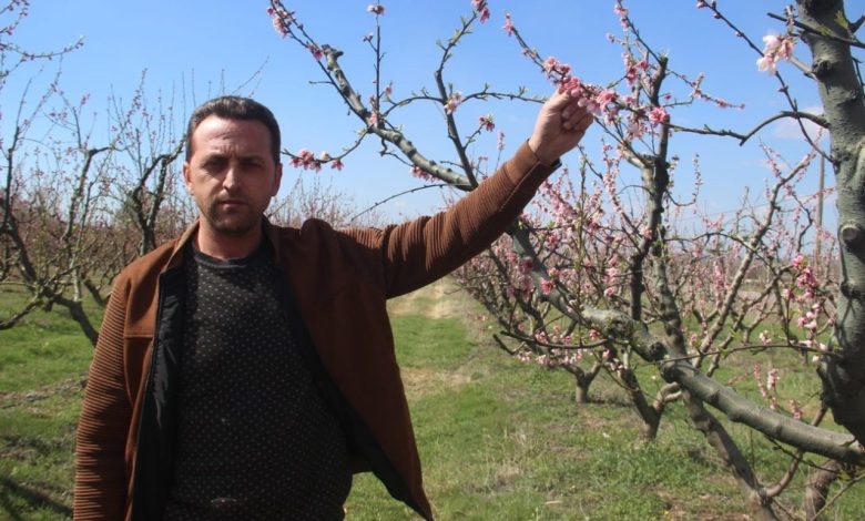 Bayramiç çiçek açan ağaçları don vurdu 1 bayramic cicek acan agaclari don vurdu 45b6589cae0d |