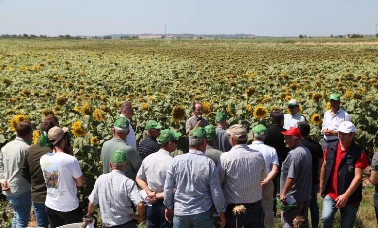canakkalede ureticilere yerli ve milli aycicegi tohumu dagitilacak bb51c340a73d |